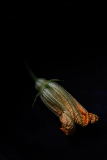 Zucchiniblüte Hochformat