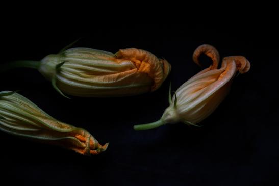 Zucchiniblüte Querformat