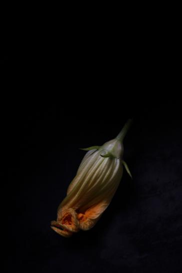 Zucchiniblüte Hochformat